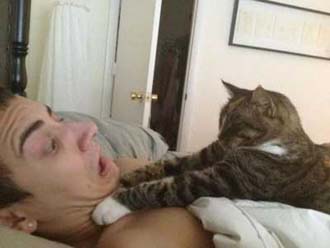 КОТ НАЧАЛЬНИКА