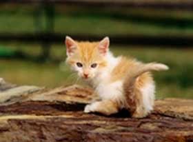 КОТЯЧЬЕ СЧАСТЬЕ