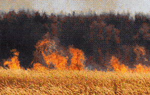 МЕСТЬ